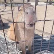 アルパカの画像