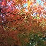 彩蓮(いろは)の画像