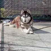 よそのイヌの画像