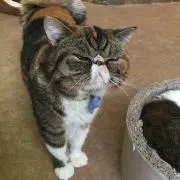 ねこねこ