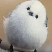エナガの画像