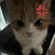 つばさの画像