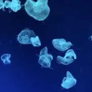 あの画像
