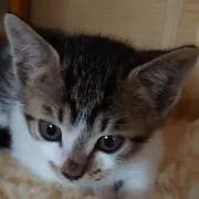 買っちゃえ★アんポんタん★