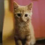 ちゃとらんの画像