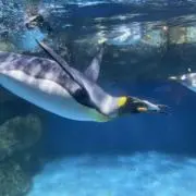 みことの画像