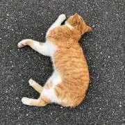 けんし