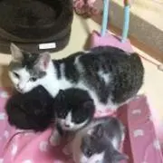 ふみやん