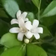 へすよみの画像