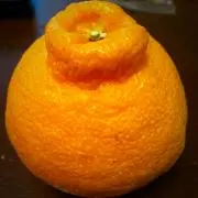 うめの画像