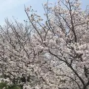 wandayuの画像