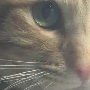 つーんの画像