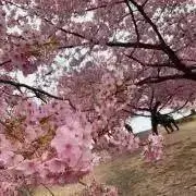 りば