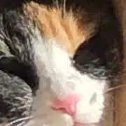 ミケ