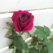 まみちぃ