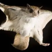 ムササビの画像