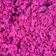 yuriyuriflower*の画像