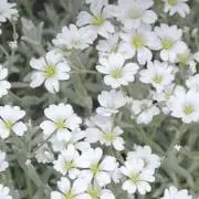 cloomの画像