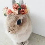 びっちゃんの画像