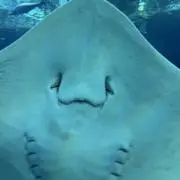 ぴもたけ