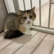 あきの画像