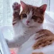 セッキーの画像