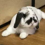 ユーマの画像