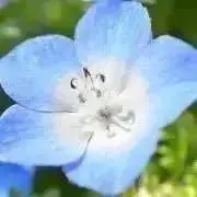 まくらの画像