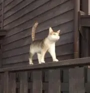 ぺりかん