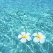 naso