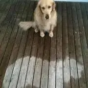LLLの画像