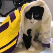 41n5oの画像