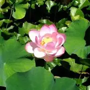 蓮花