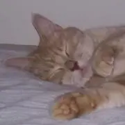 まままの画像