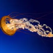 H＿aidenmam1.16の画像
