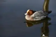yoshikazuの画像