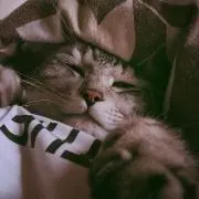 tomo