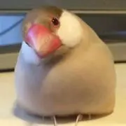 ☆ひまり☆購入前コメントお願いします！の画像