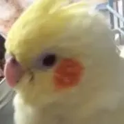りさパピーの画像