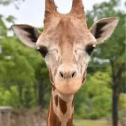 るるるの画像