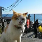 小春日和の画像