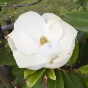 ちぃの画像