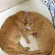 サスケの画像