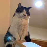 うまの画像