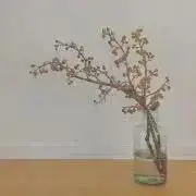 ぺぺ