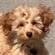 みさの画像