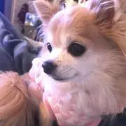 はーちゅうの画像