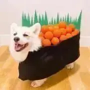 ナシゴレン　超断捨離中！の画像