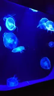 7月11日~14日不在発送できませんの画像