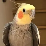 ふじしげの画像